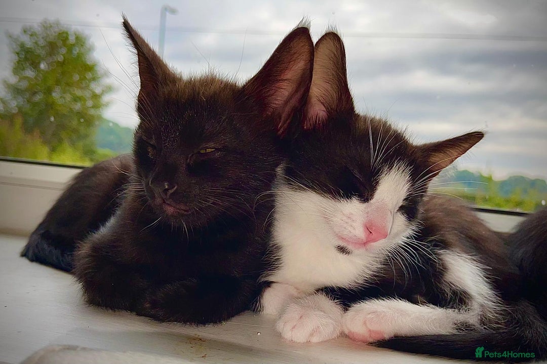 Mixed Breed cats for sale: Gorgeous 9-Week-Old Kittens  - Image 3
