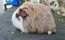 Guinea Pig rodents for sale: Sheltie female guinea pig  - Advert 4