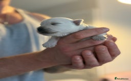West Highland Terrier dogs for sale: West Highland Terrier Puppies for Loving Homes - Image 27