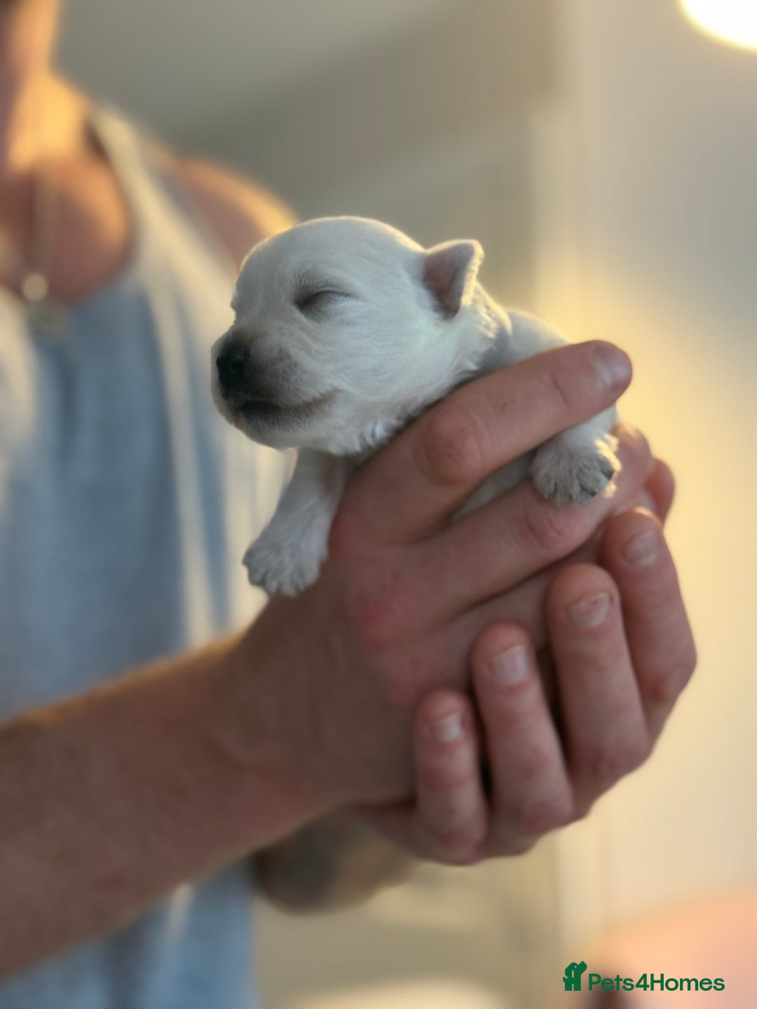 West Highland Terrier dogs for sale: West Highland Terrier Puppies for Loving Homes - Image 27