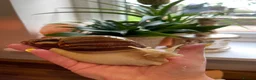 Snails invertebrates for sale: Albino Giant African Land Snails (Achatina Fulica) - Advert 10