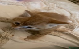 Domestic Shorthair cats for sale: 4 ginger kittens for sale  - Image 5