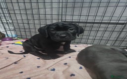 Cane Corso dogs for sale: Cane corso pups  - Image 7