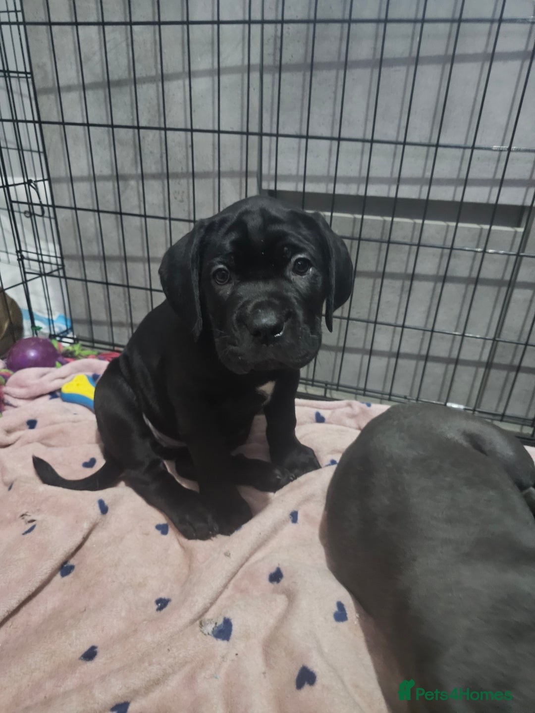 Cane Corso dogs for sale: Cane corso pups  - Image 7