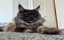 Maine Coon cats for stud: Proven GCCF & TICA Black Smoke stud in Bolton - Image 1