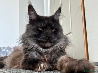 Maine Coon cats in Bolton - Advert 35