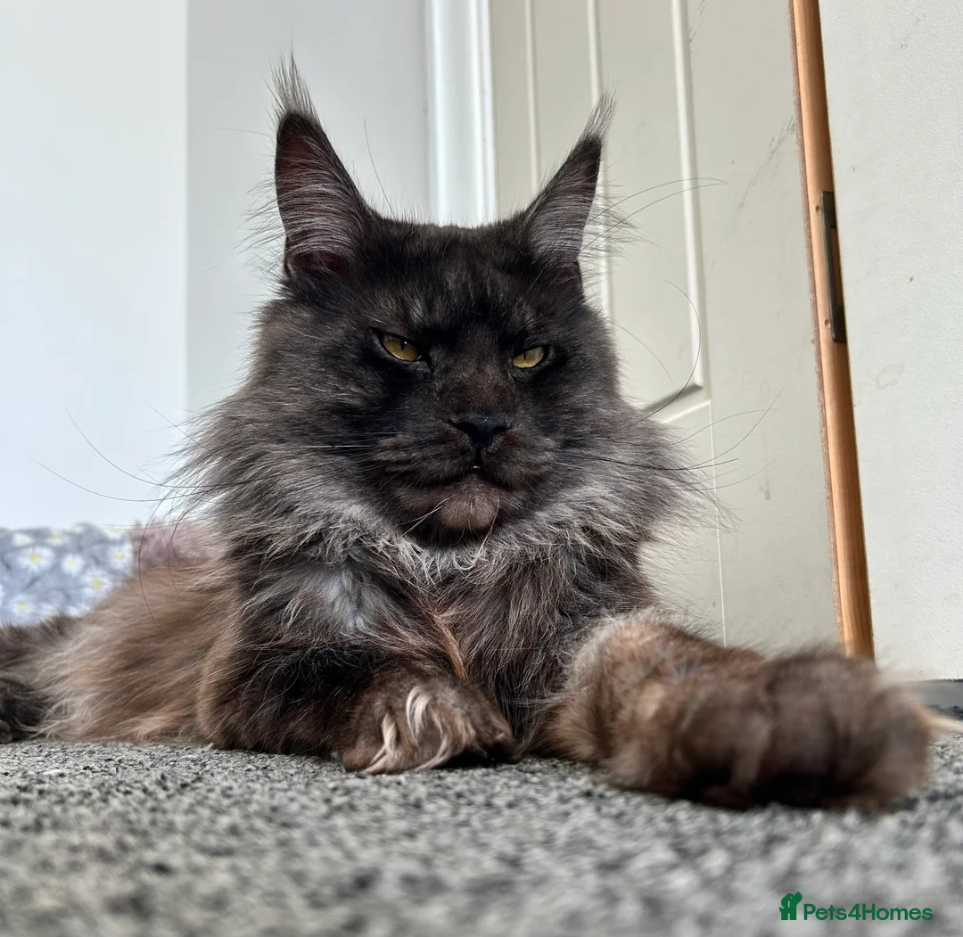 Maine Coon cats for stud: Proven GCCF & TICA Black Smoke stud in Bolton - Advert 1