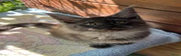 Maine Coon cats for sale: ⭐️Beautiful Maine Coon Kittens⭐️ - Advert 8