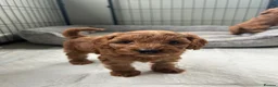 Cockapoo dogs for sale: Toy Cockapoo puppies - ready now - Advert 8