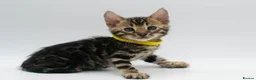 Bengal cats for sale: TICA Registered Brown & Snow Lynx Bengal Kittens - Advert 25