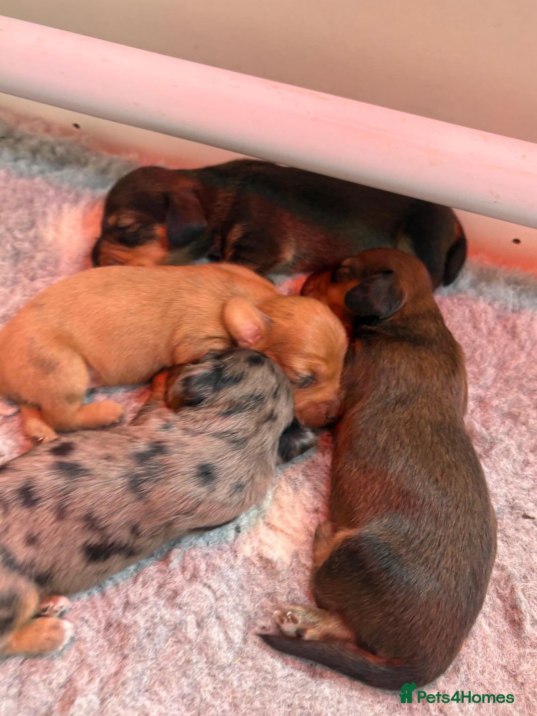 Miniature Dachshund dogs for sale: Gorgeous Long &short haired mini dachshund puppies - Image 4