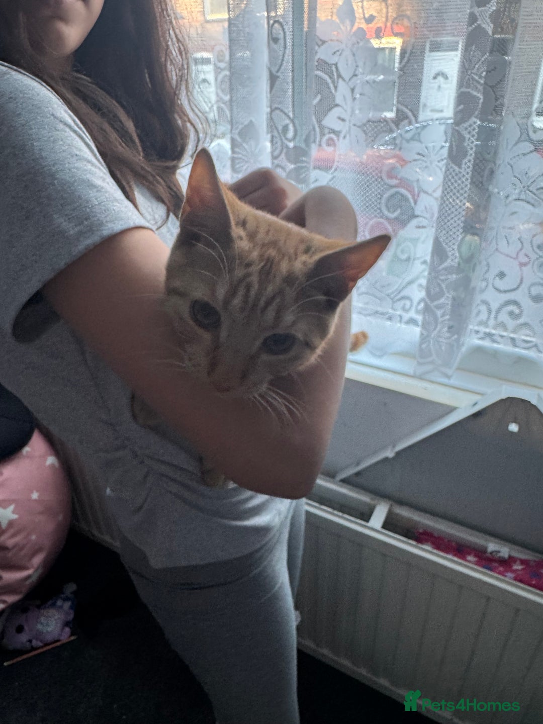 Domestic Shorthair cats for sale: Lovely 5 month old kitten for sale  - Image 2
