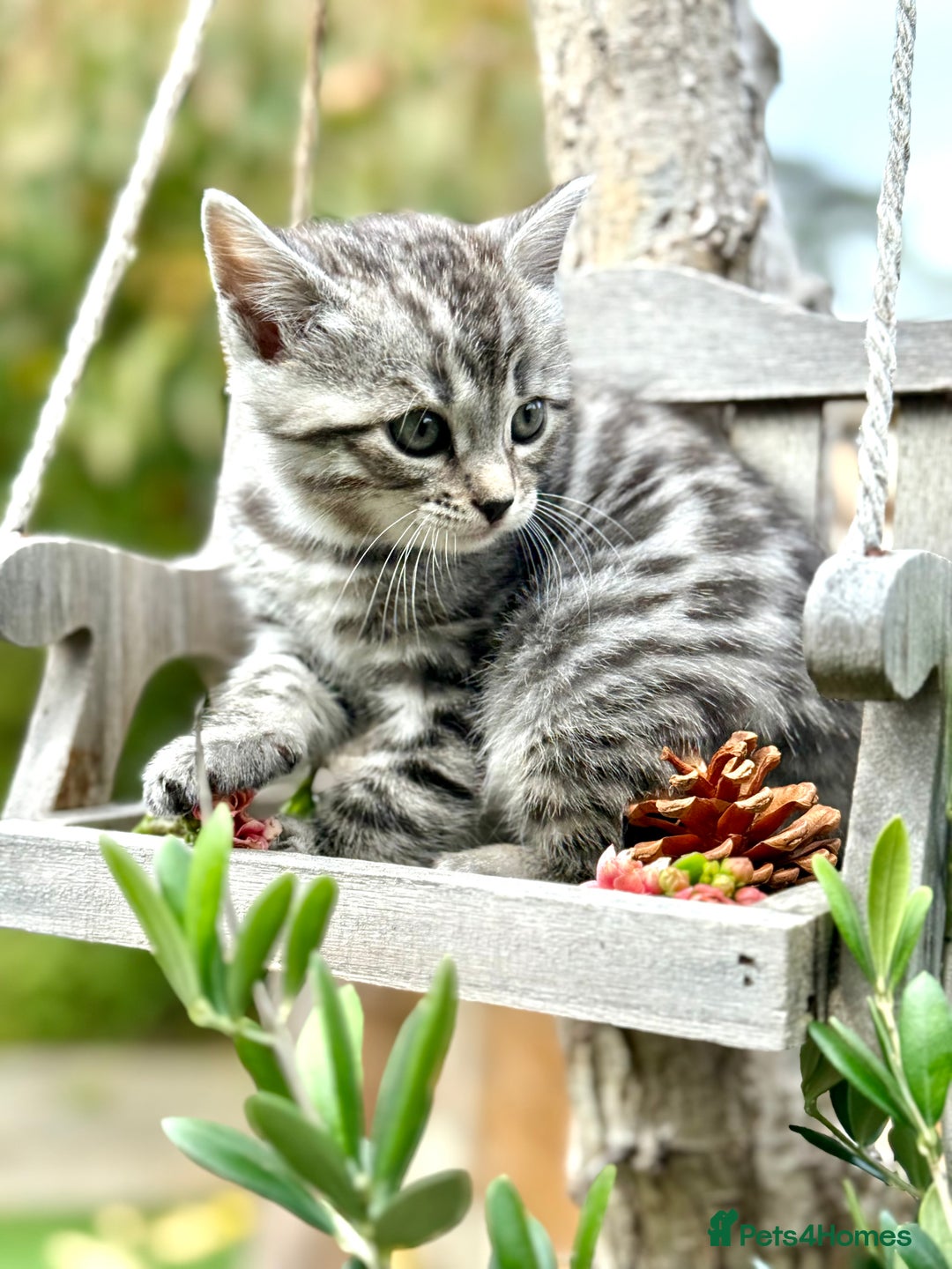 Bengal cats for sale:  Beautiful Bengal kittens  - Image 12