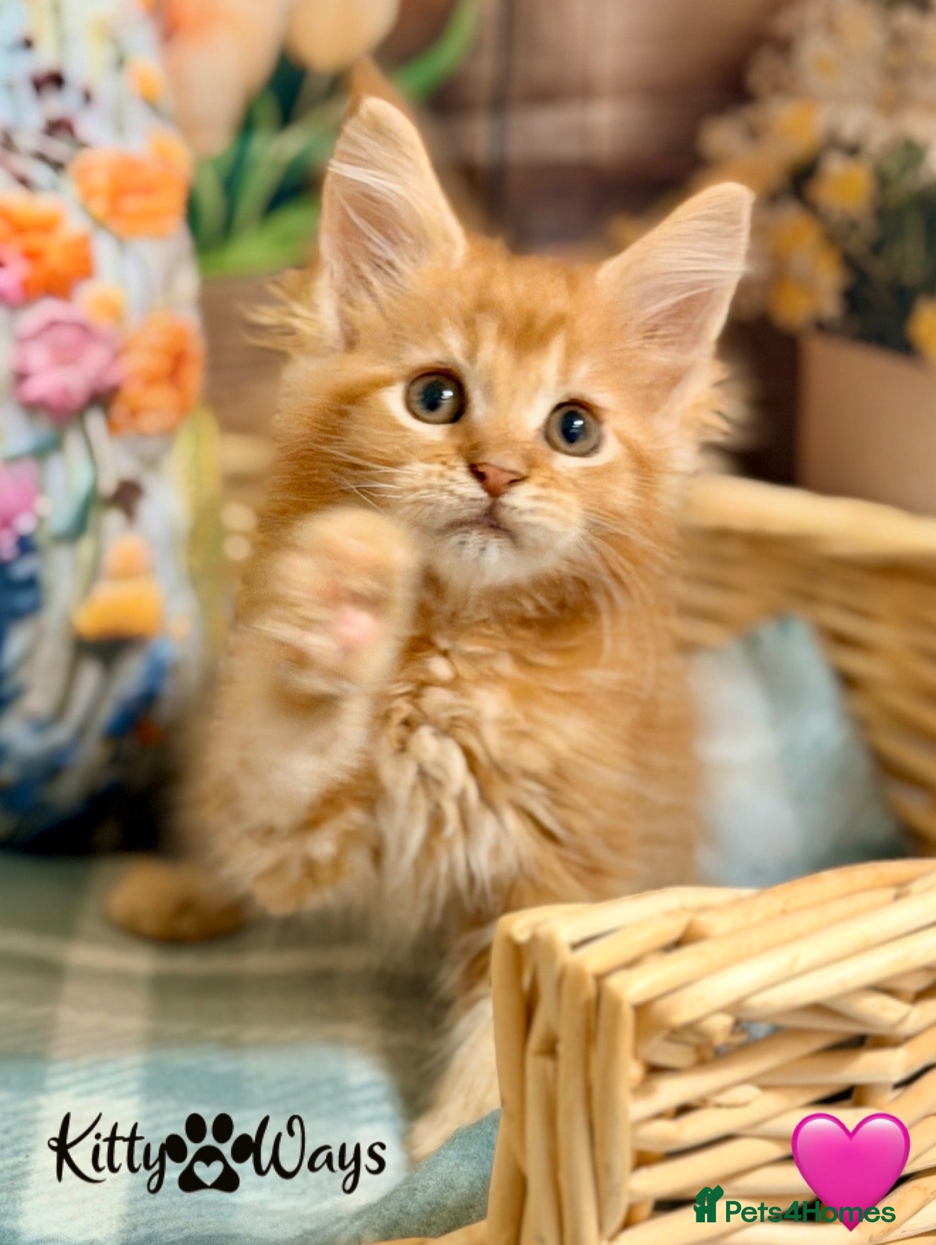 Maine Coon cats 🐾🦁 *TICA REG* GINGER MAINE COON KITTENS🦁🐾 - Advert 2