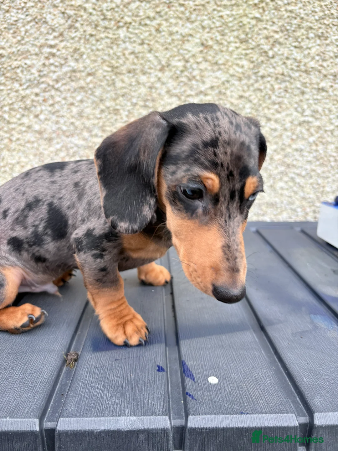 Miniature Dachshund dogs for sale: Dapple miniature Dachshund  - Advert 3