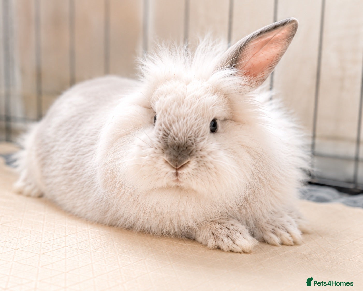 Lionhead rabbits Double Maned Lionheads Babies - Advert 6