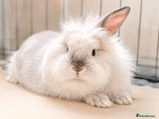Lionhead rabbits Double Maned Lionheads Babies - Advert 4