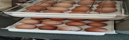 Chickens poultry for sale: laying lohman hen - Advert 5