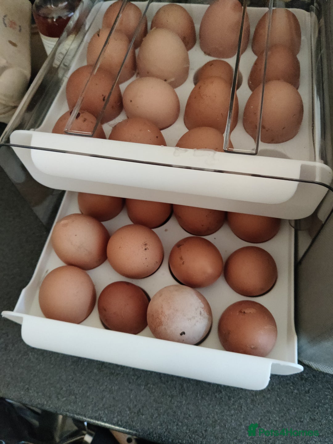 Chickens poultry for sale: laying lohman hen - Advert 5
