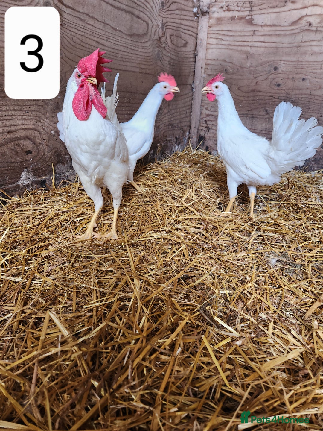 Chickens poultry for sale: Trios of pure bred chicken breeds - Image 16