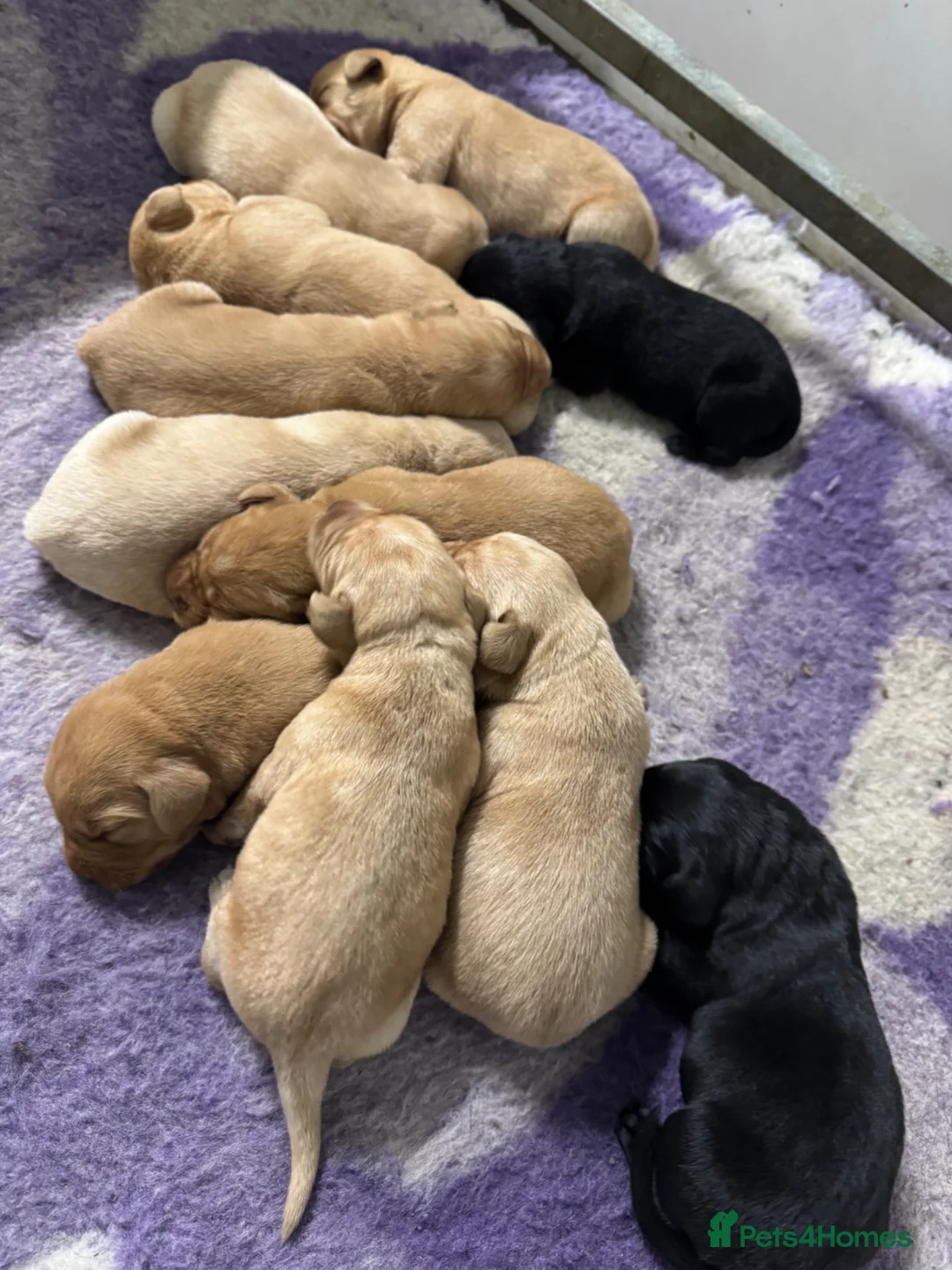 Labrador Retriever dogs for sale: KC Registered Litter of Labradors  - Advert 21