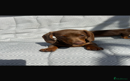 Miniature Dachshund dogs for sale: Mini dachshund puppies for sale !!!  - Image 6