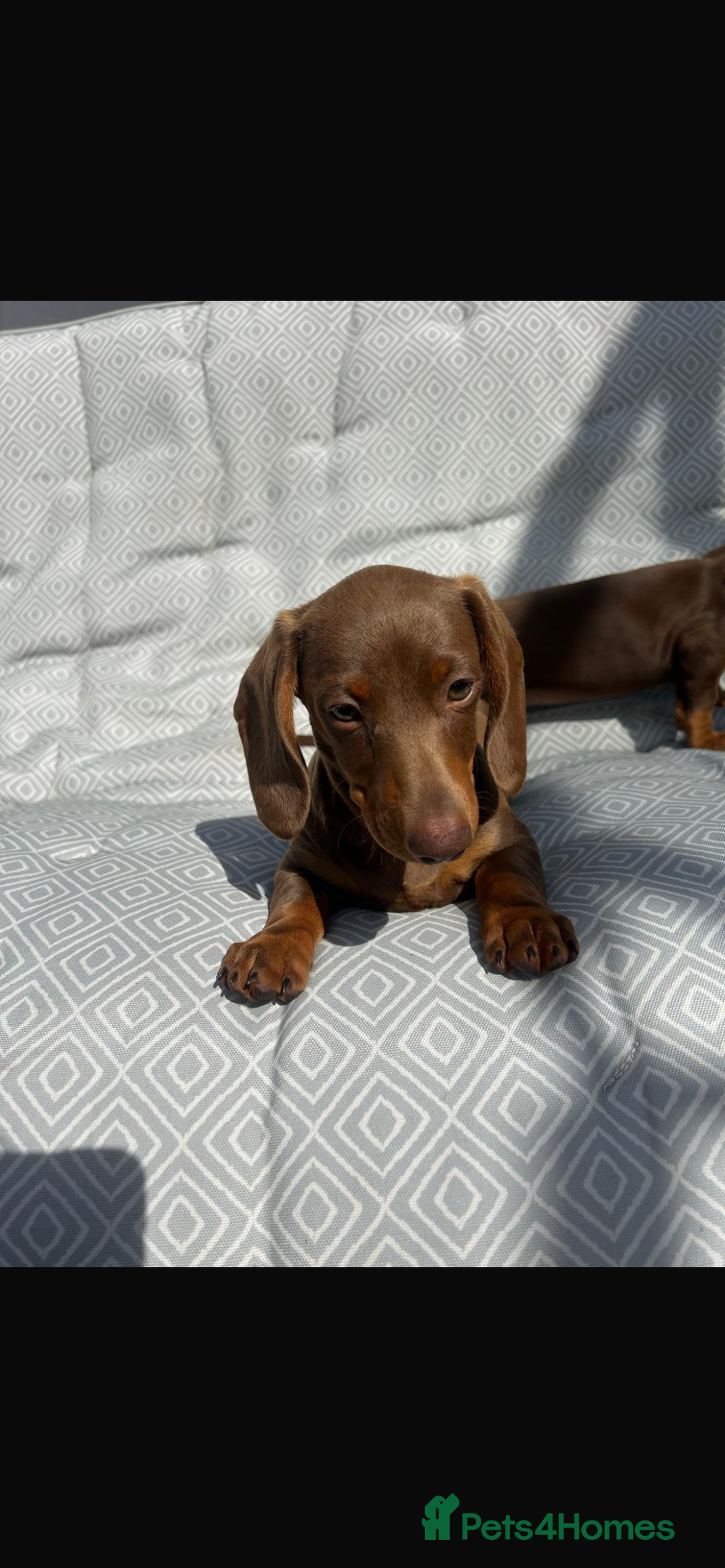 Miniature Dachshund dogs for sale: Mini dachshund puppies for sale !!!  - Image 6