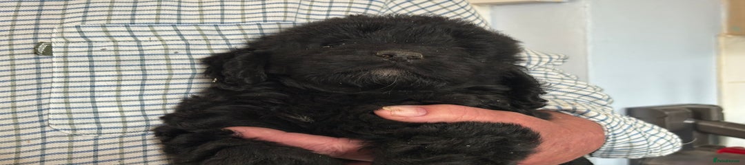 Cockapoo Puppy 1