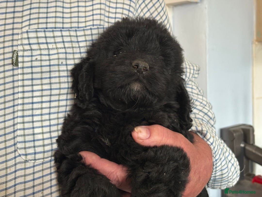 Cockapoo dogs for sale: Cockapoo puppies  - Image 3