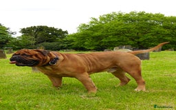 Bullmastiff dogs for stud: Gentle Giant Bullmastiff Stud US Ukraine Bloodline - Advert 4