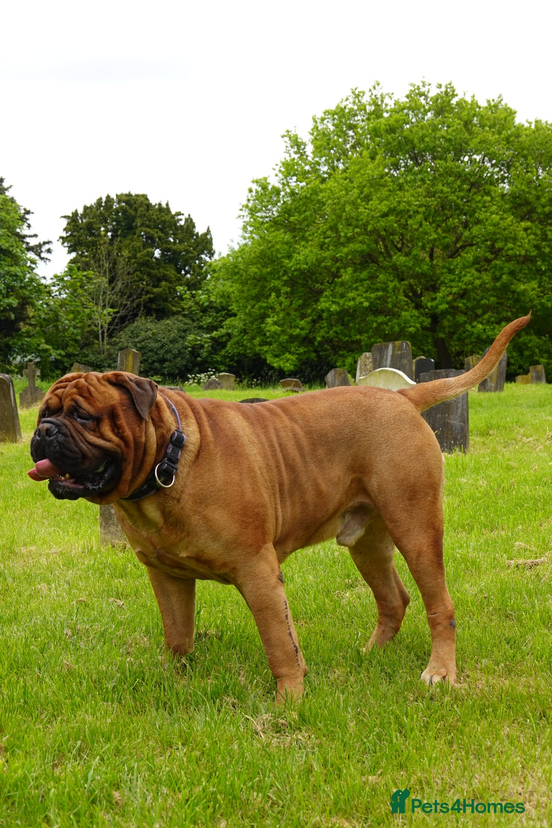 Bullmastiff dogs for stud: Gentle Giant Bullmastiff Stud US Ukraine Bloodline - Advert 4
