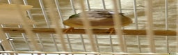 Finches birds for sale: 6 months old male and female guardians   - Advert 3