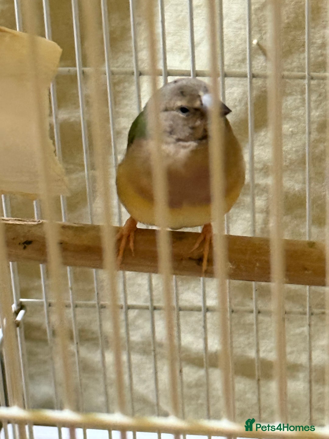 Finches birds for sale: 6 months old male and female guardians   - Advert 3