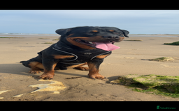 Rottweiler dogs for stud: Male Rottweiler for stud - Advert 4