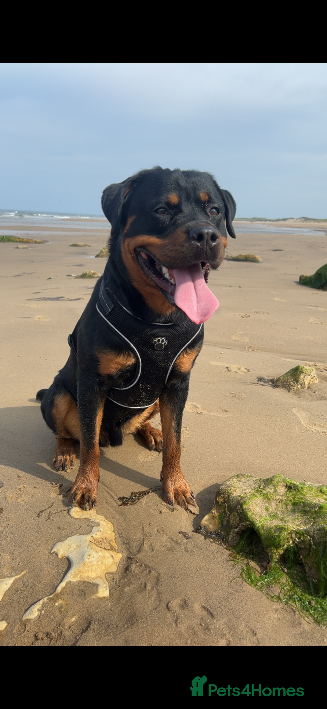 Rottweiler dogs for stud: Male Rottweiler for stud - Advert 4