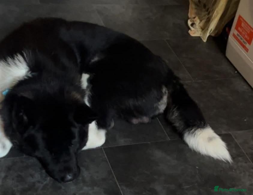 Akita dogs Male American akita - Advert 8