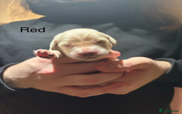 Golden Retriever dogs for sale: Golden Retriever Puppies for Sale - Image 8