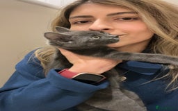 Russian Blue cats for sale: Gorgeous male kitten needs home asap - Image 5