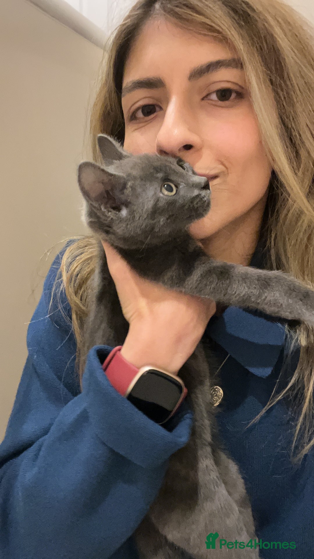 Russian Blue cats for sale: Gorgeous male kitten needs home asap - Image 5