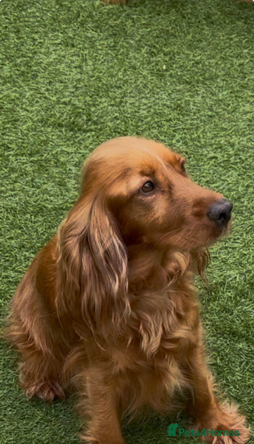 Cockapoo dogs for sale: Beautiful litter of parti and solid Cockapoos - Image 12