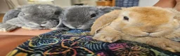Mini Lop rabbits for sale: Purebred Mini Plush Lops Blues & Orange  - Advert 7