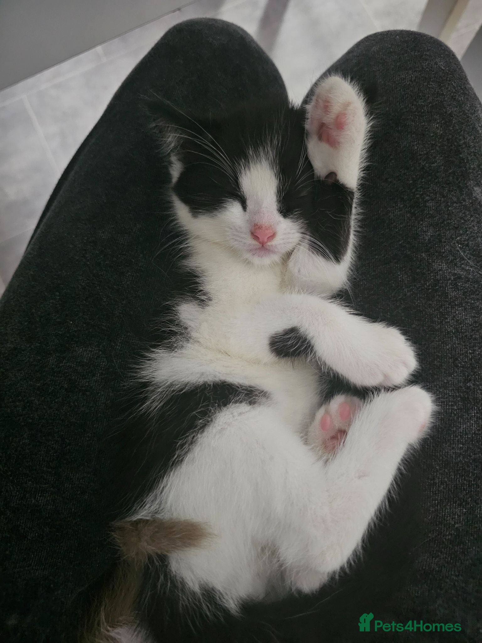 Mixed Breed cats Two male kittens for sale - Advert 4