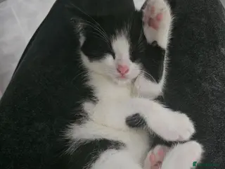 Mixed Breed cats Two male kittens for sale - Advert 4