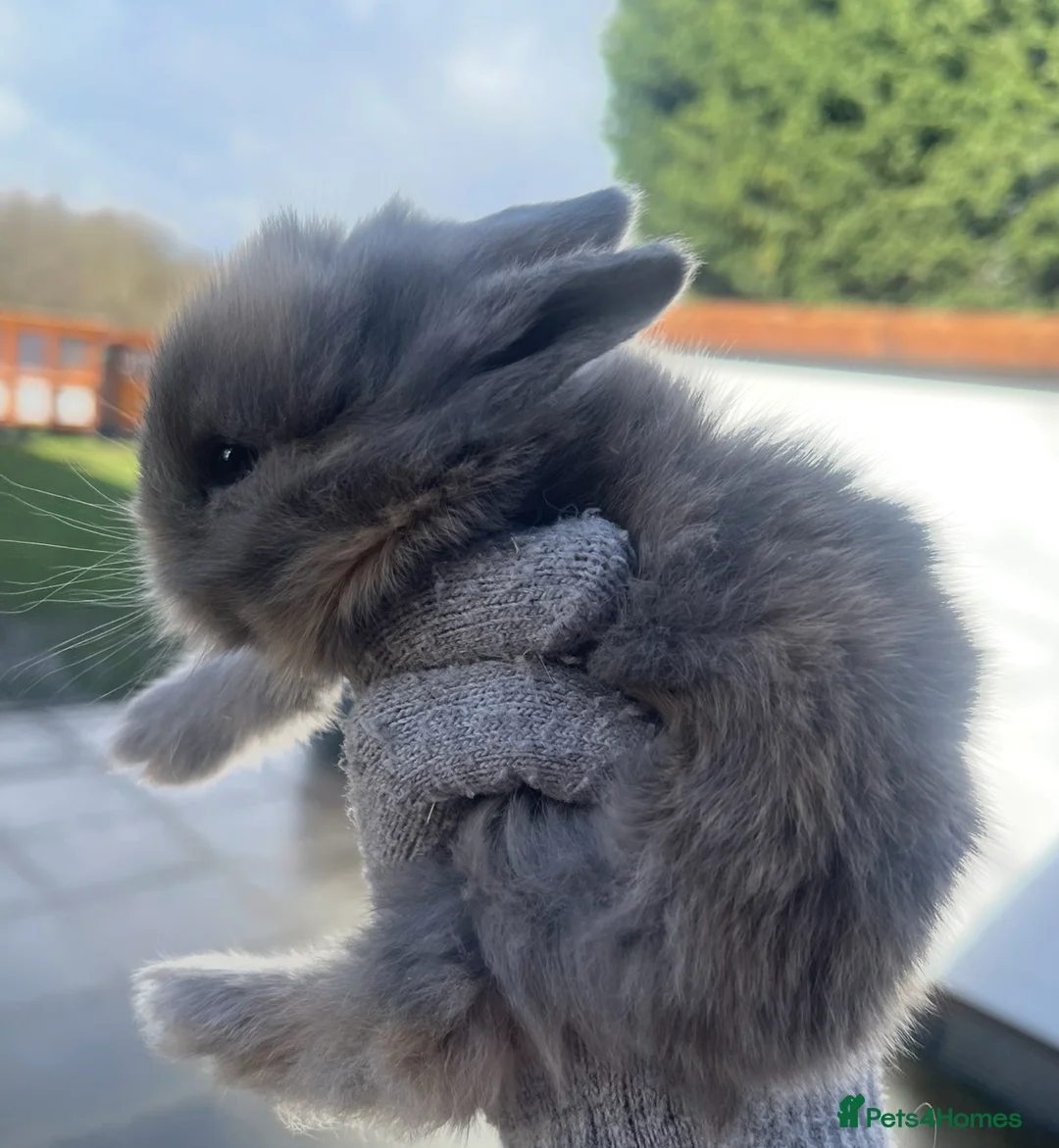 Lionhead rabbits for sale: Beautiful Lionhead babies  - Advert 5