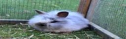 Mini Lion Lop rabbits for sale: £25 Mini lop lion mane long haired - Advert 13