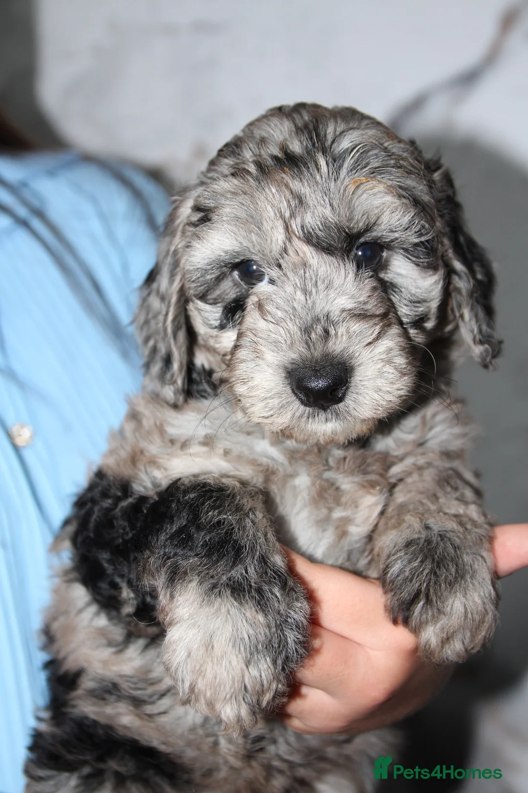 Cockapoo dogs for sale: F1b cockapoo babies ready now  - Advert 1