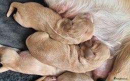 Cocker Spaniel dogs for sale: Working Cocker Spaniel Puppies for Sale - Image 5
