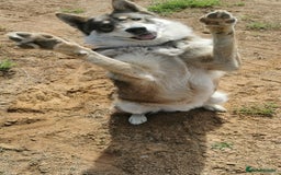 Saarloos Wolfdog dogs for sale: WEST SIBERIAN LAIKA 3 MONTHS OLD - Image 6