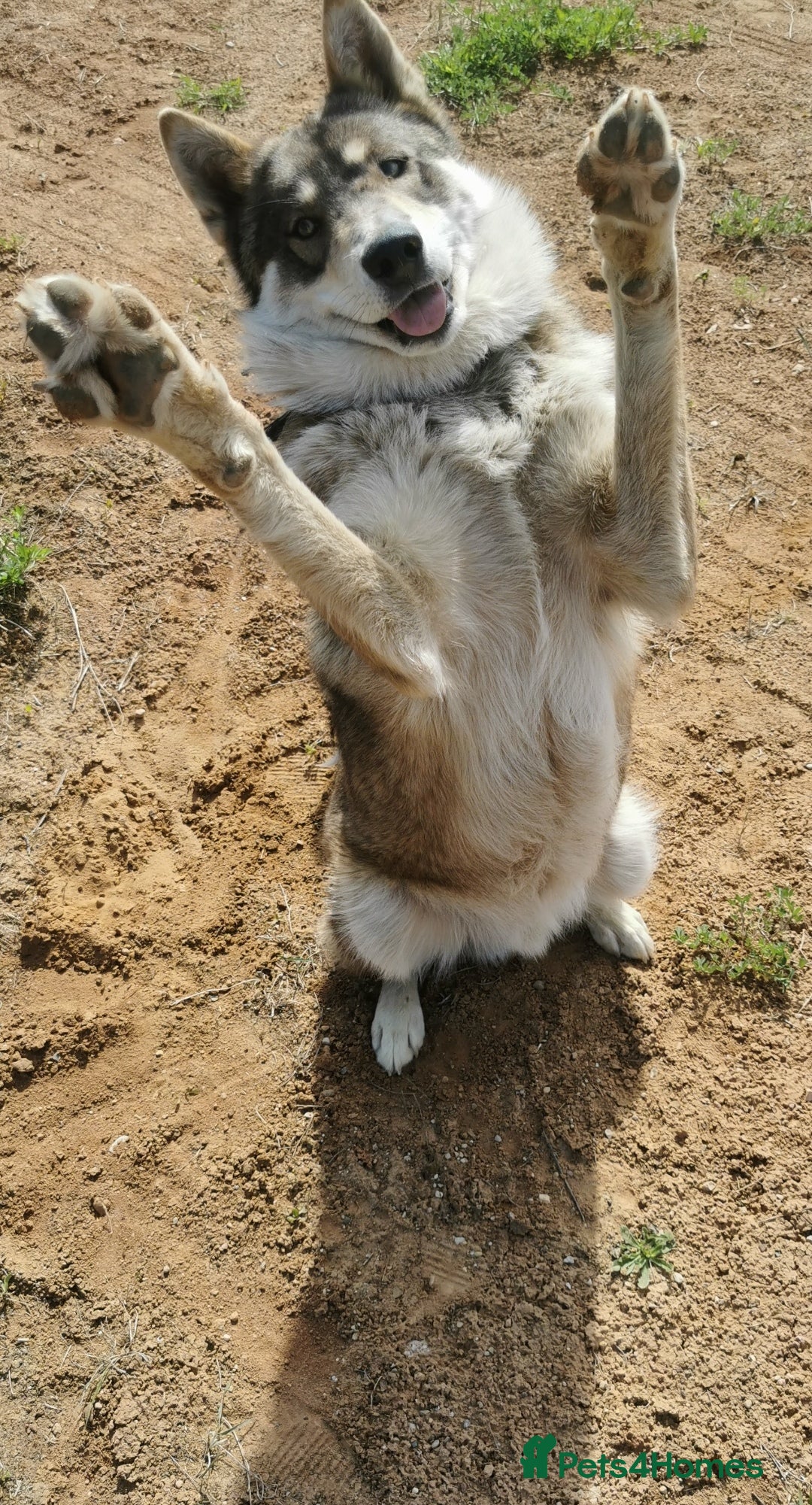 Saarloos Wolfdog dogs for sale: WEST SIBERIAN LAIKA 3 MONTHS OLD - Image 6