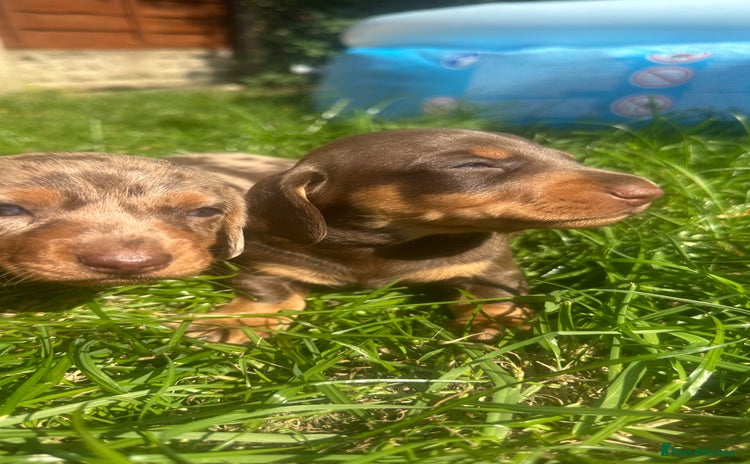 Miniature Dachshund dogs - Advert 13